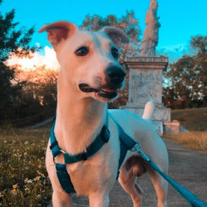 Meet your Posher, Pia